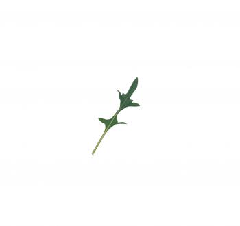 Xena | Vilmorin-Mikado USA vegetable seeds